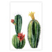 Wall Poster Cacti - composition of two blooming tropical plants on a white background 114305