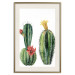Wall Poster Cacti - composition of two blooming tropical plants on a white background 114305 additionalThumb 19