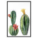 Wall Poster Cacti - composition of two blooming tropical plants on a white background 114305 additionalThumb 24