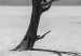 Poster Tree in the Desert - black and white landscape of leafless plant on sand 116505 additionalThumb 9