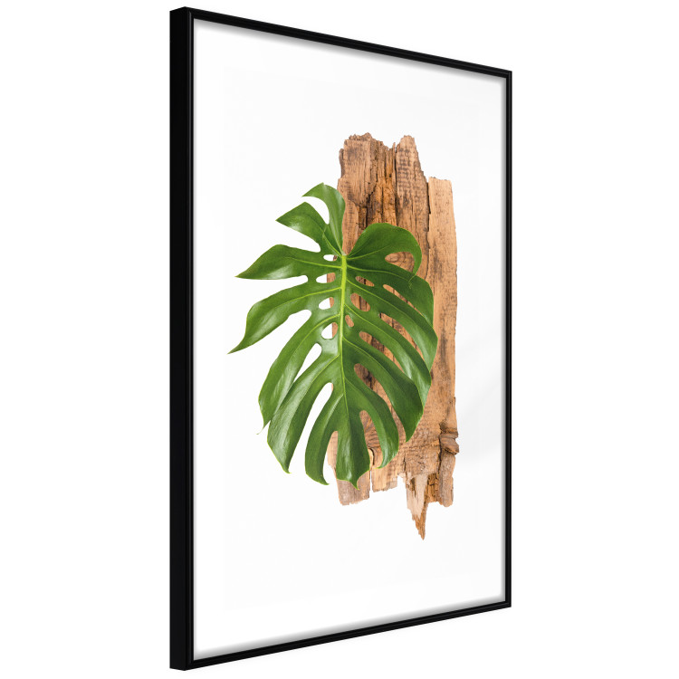 Poster Force of Nature - green leaf and wooden piece of bark on a white background 122605 additionalImage 11