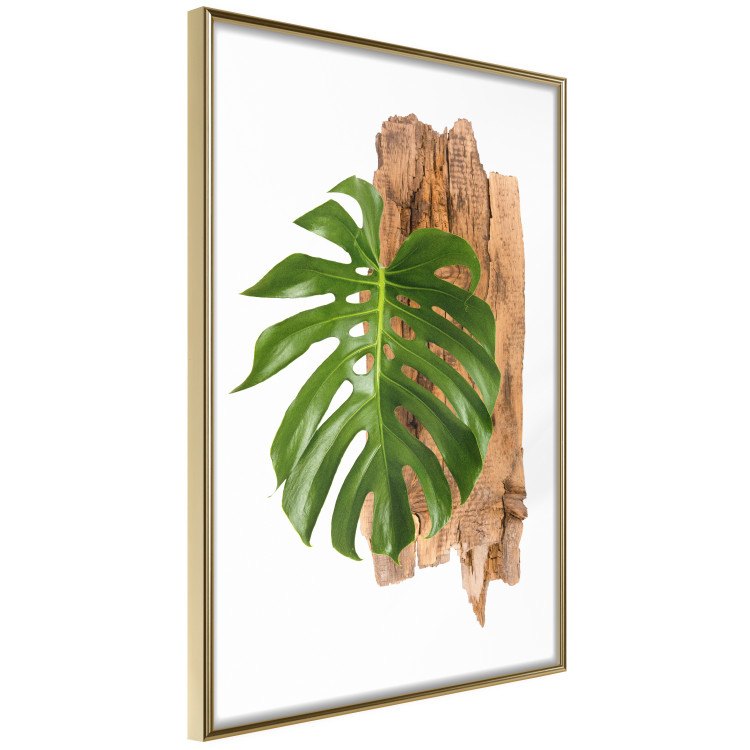 Poster Force of Nature - green leaf and wooden piece of bark on a white background 122605 additionalImage 12