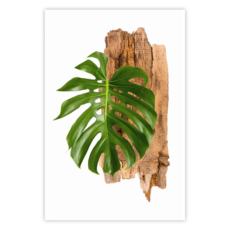 Poster Force of Nature - green leaf and wooden piece of bark on a white background 122605