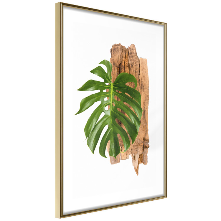 Poster Force of Nature - green leaf and wooden piece of bark on a white background 122605 additionalImage 6