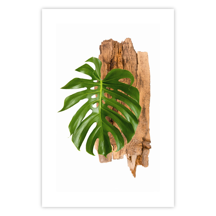 Poster Force of Nature - green leaf and wooden piece of bark on a white background 122605 additionalImage 19