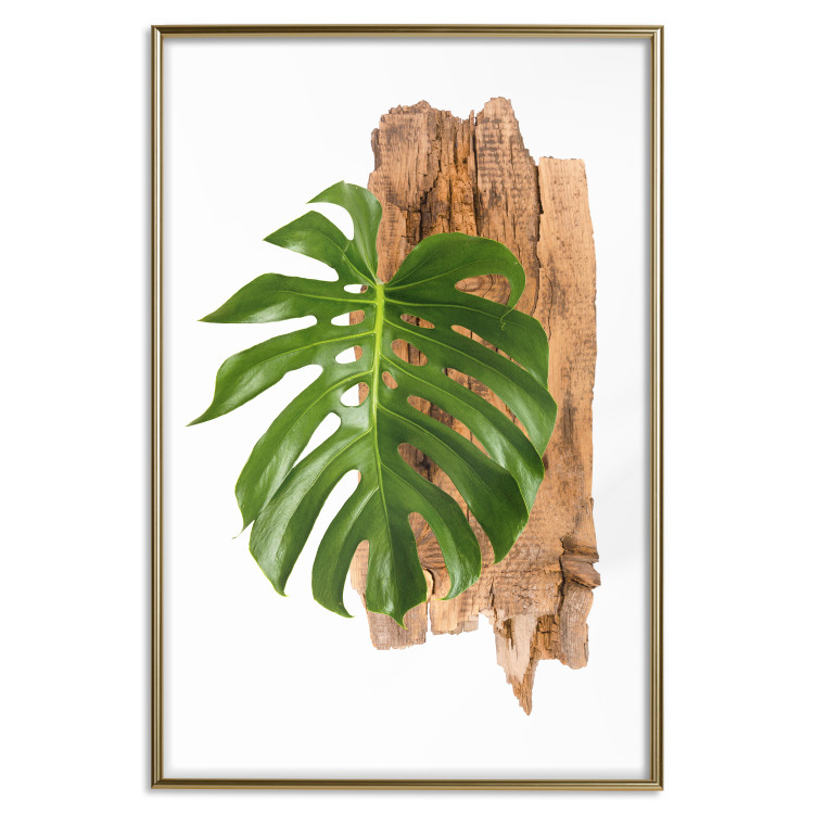 Poster Force of Nature - green leaf and wooden piece of bark on a white background 122605 additionalImage 16