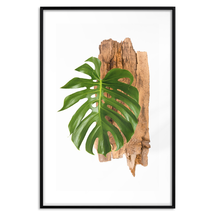Poster Force of Nature - green leaf and wooden piece of bark on a white background 122605 additionalImage 15