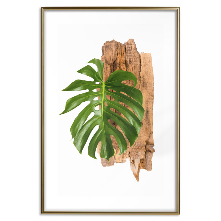 Poster Force of Nature - green leaf and wooden piece of bark on a white background 122605 additionalImage 14