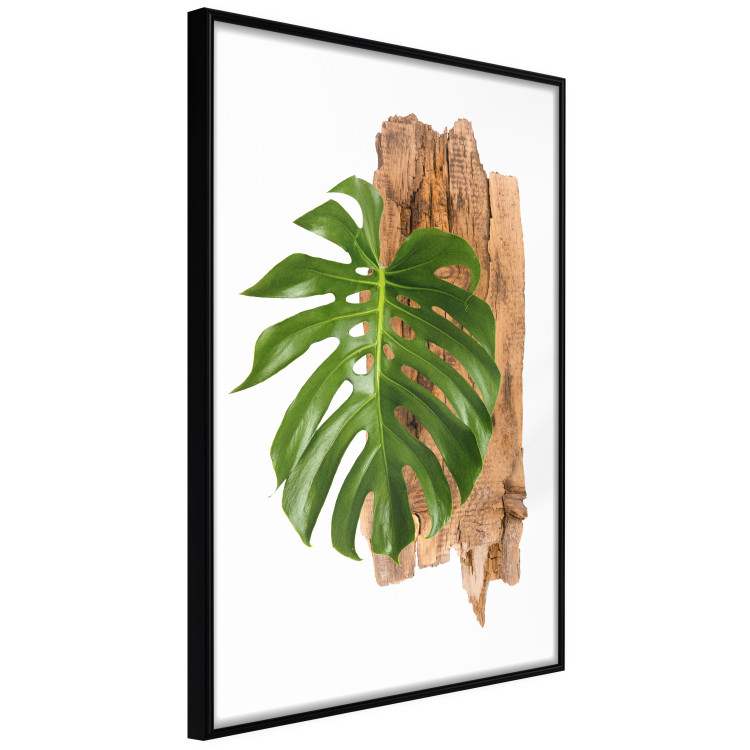 Poster Force of Nature - green leaf and wooden piece of bark on a white background 122605 additionalImage 10