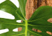 Poster Force of Nature - green leaf and wooden piece of bark on a white background 122605 additionalThumb 9