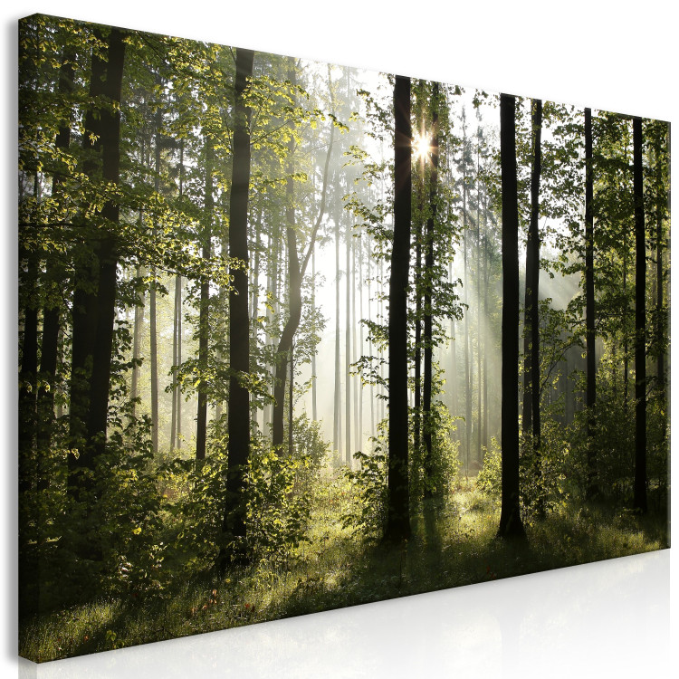 Large canvas print Forest: Beautiful Morning II [Large Format] 128905 additionalImage 2