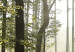 Large canvas print Forest: Beautiful Morning II [Large Format] 128905 additionalThumb 3