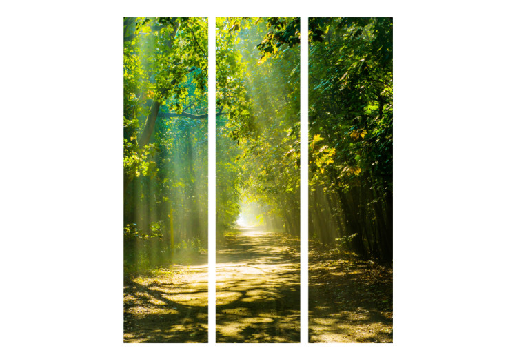 Room Separator Road in the Sun - landscape of a road amidst trees and sunlight 95605 additionalImage 3