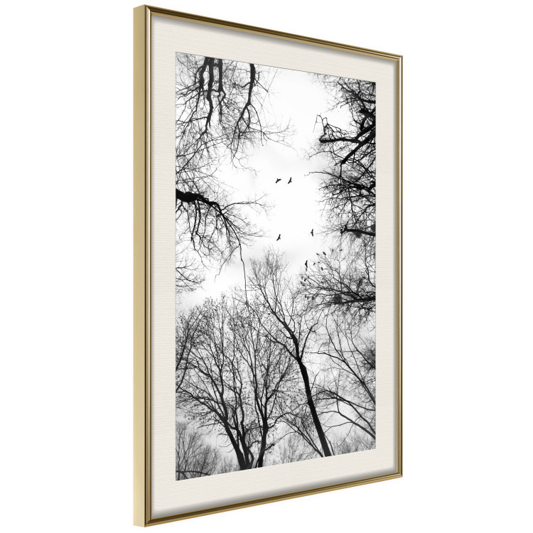 Poster Winter flight - black and white landscape with birds circling among tree tops 114915 additionalImage 2