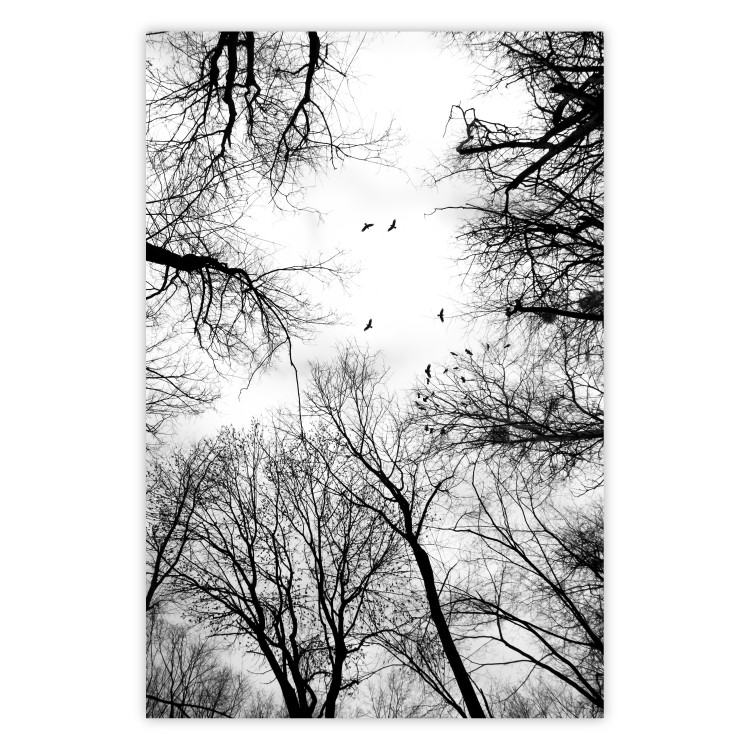 Poster Winter flight - black and white landscape with birds circling among tree tops 114915