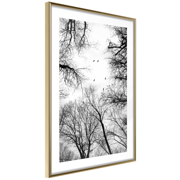 Poster Winter flight - black and white landscape with birds circling among tree tops 114915 additionalImage 6