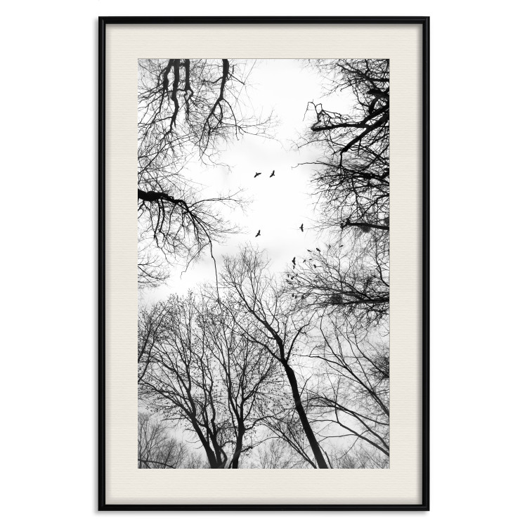 Poster Winter flight - black and white landscape with birds circling among tree tops 114915 additionalImage 18