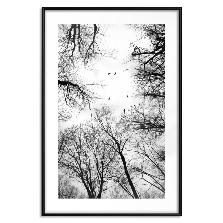 Poster Winter flight - black and white landscape with birds circling among tree tops 114915 additionalImage 15