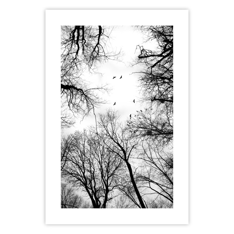 Poster Winter flight - black and white landscape with birds circling among tree tops 114915 additionalImage 25