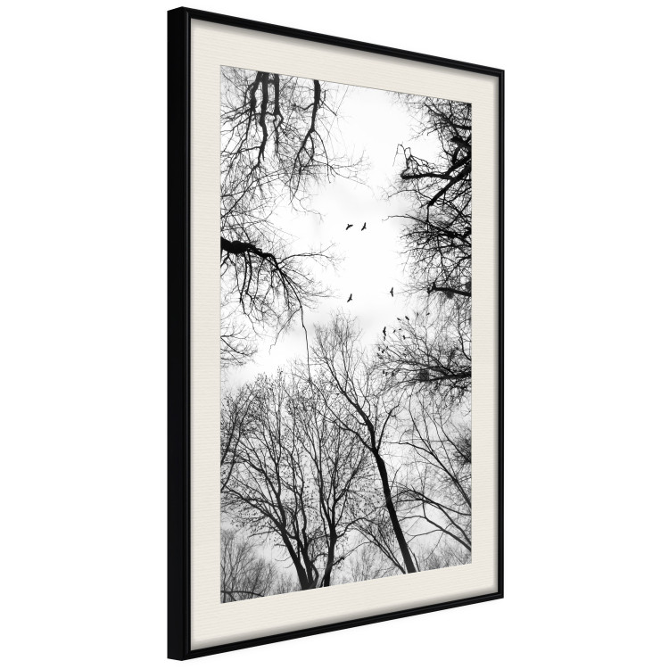 Poster Winter flight - black and white landscape with birds circling among tree tops 114915 additionalImage 3