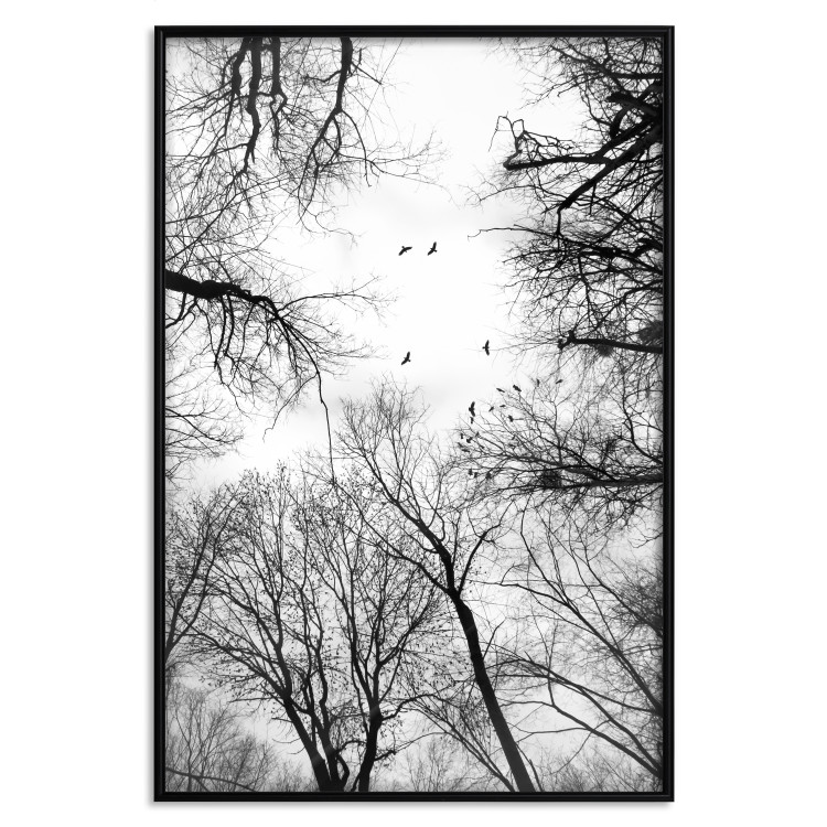 Poster Winter flight - black and white landscape with birds circling among tree tops 114915 additionalImage 24