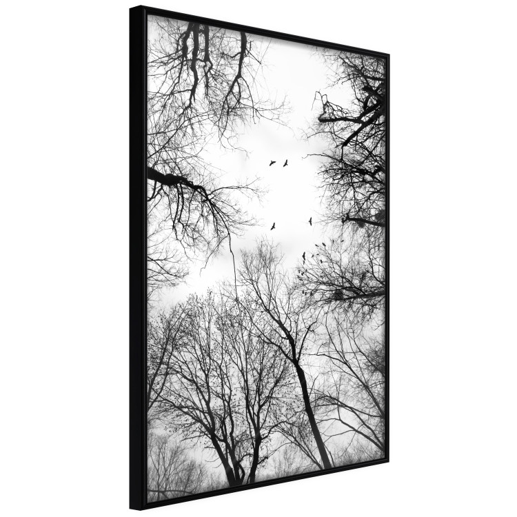 Poster Winter flight - black and white landscape with birds circling among tree tops 114915 additionalImage 12