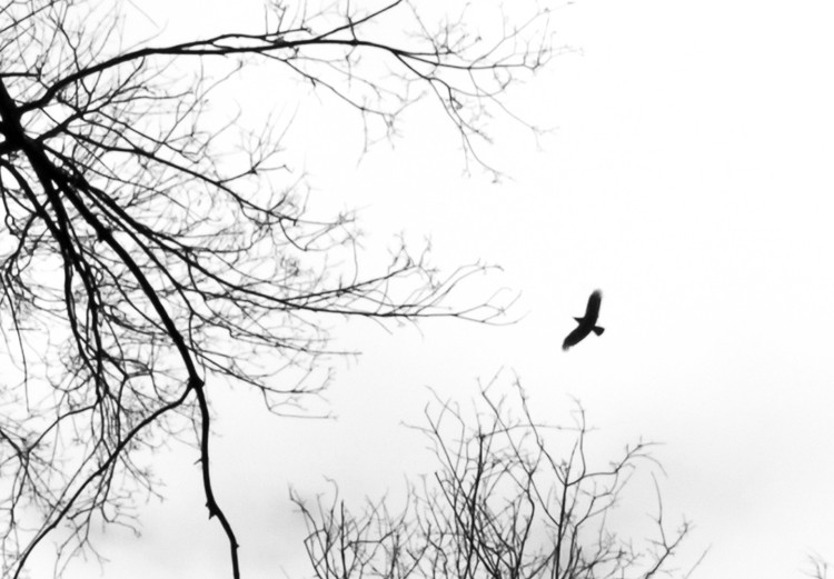 Poster Winter flight - black and white landscape with birds circling among tree tops 114915 additionalImage 9