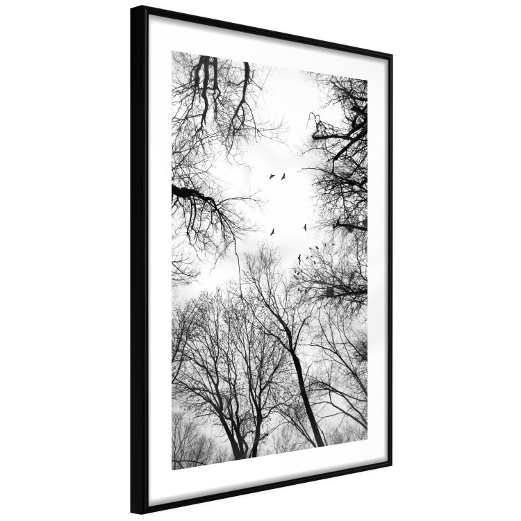 Poster Winter flight - black and white landscape with birds circling among tree tops 114915 additionalImage 13