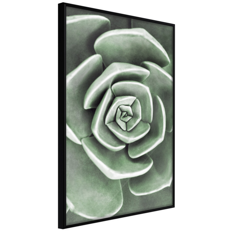Poster Beautiful Succulent - Scandinavian plant composition with green leaves 117115 additionalImage 11