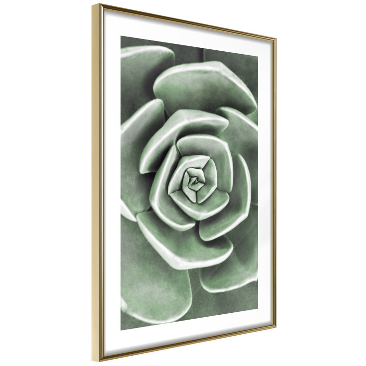 Poster Beautiful Succulent - Scandinavian plant composition with green leaves 117115 additionalImage 7