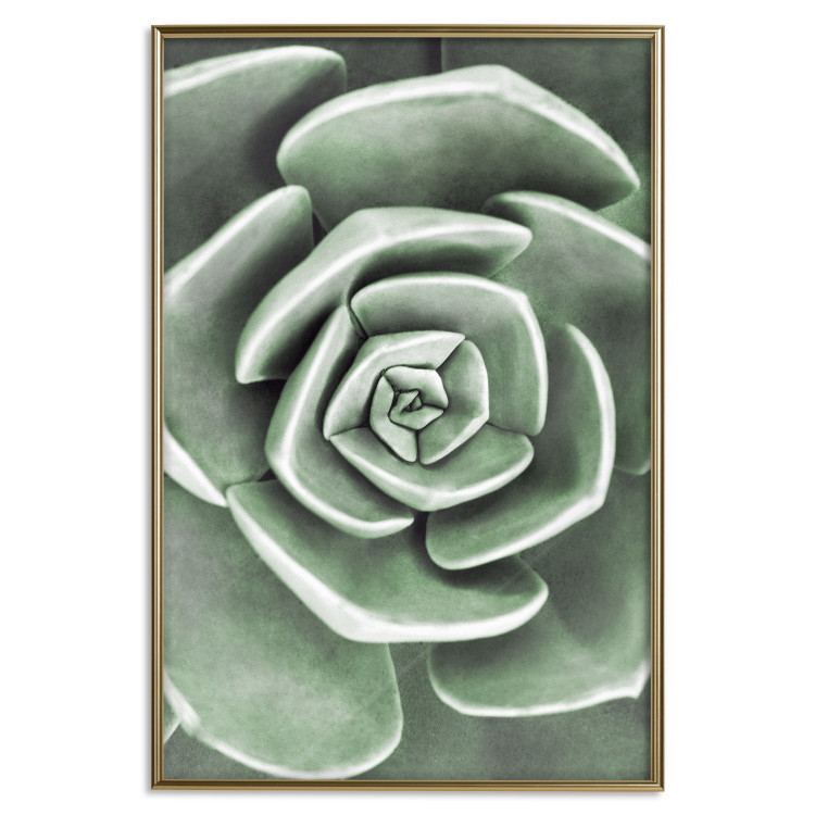 Poster Beautiful Succulent - Scandinavian plant composition with green leaves 117115 additionalImage 18