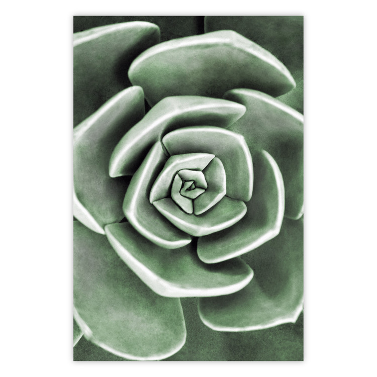 Poster Beautiful Succulent - Scandinavian plant composition with green leaves 117115