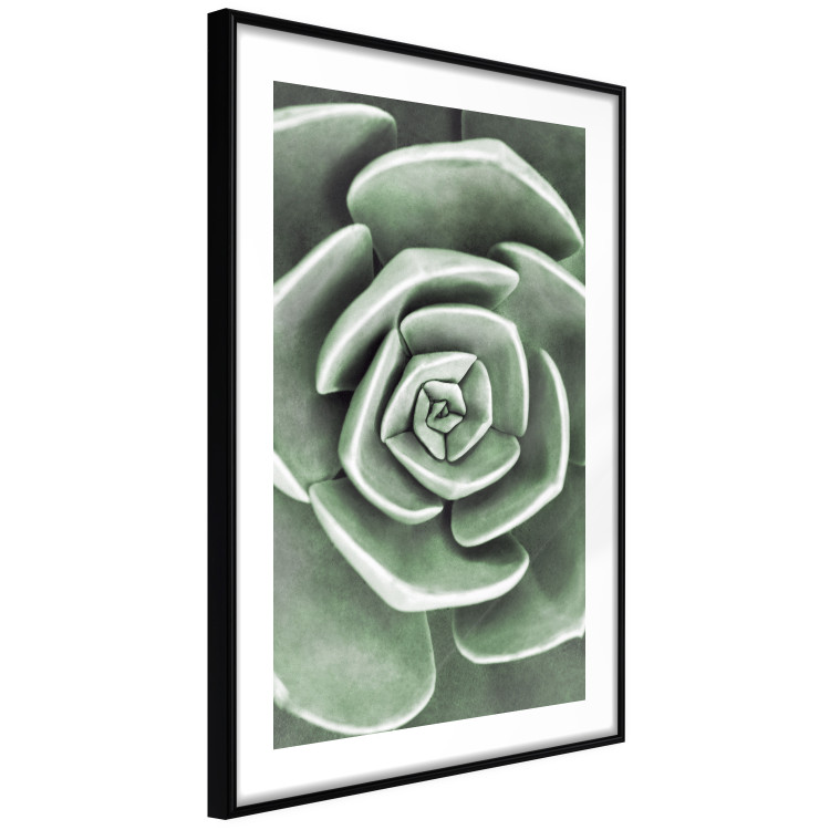 Poster Beautiful Succulent - Scandinavian plant composition with green leaves 117115 additionalImage 8