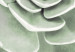 Poster Beautiful Succulent - Scandinavian plant composition with green leaves 117115 additionalThumb 9