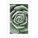 Poster Beautiful Succulent - Scandinavian plant composition with green leaves 117115 additionalThumb 26