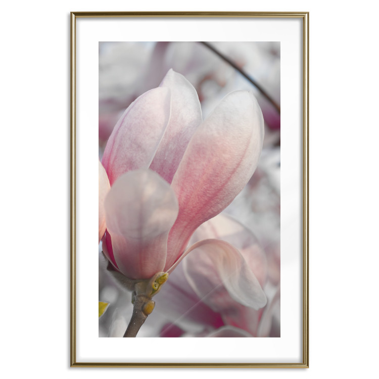 Wall Poster Harbinger of Spring - spring plant with delicately pink flower 126215 additionalImage 14
