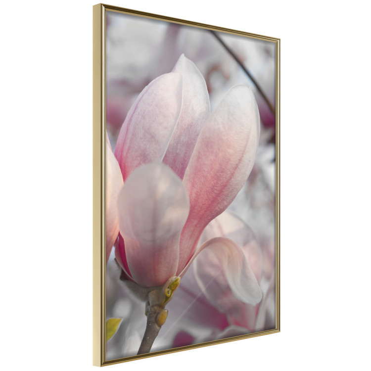 Wall Poster Harbinger of Spring - spring plant with delicately pink flower 126215 additionalImage 12