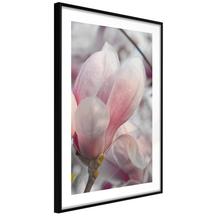 Wall Poster Harbinger of Spring - spring plant with delicately pink flower 126215 additionalImage 11