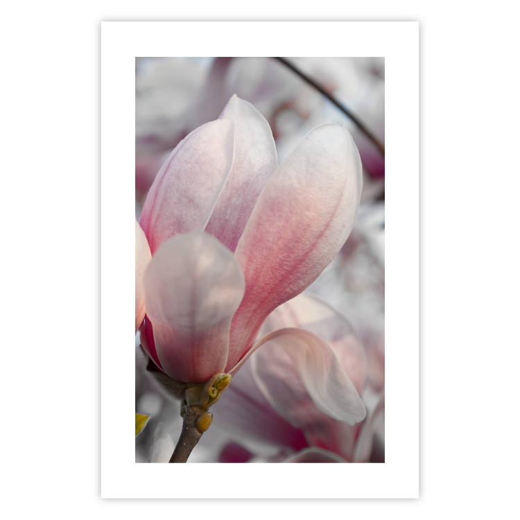 Wall Poster Harbinger of Spring - spring plant with delicately pink flower 126215 additionalImage 19