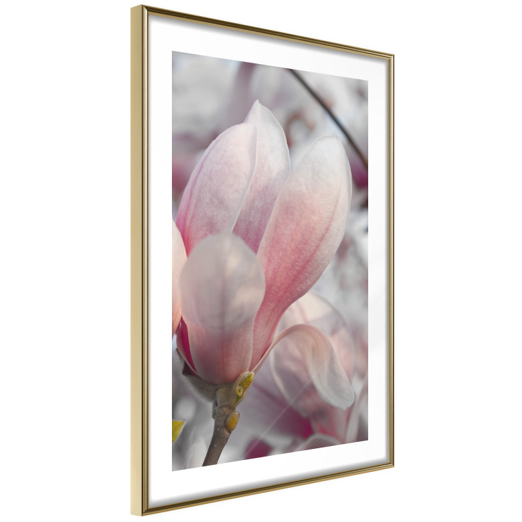 Wall Poster Harbinger of Spring - spring plant with delicately pink flower 126215 additionalImage 6