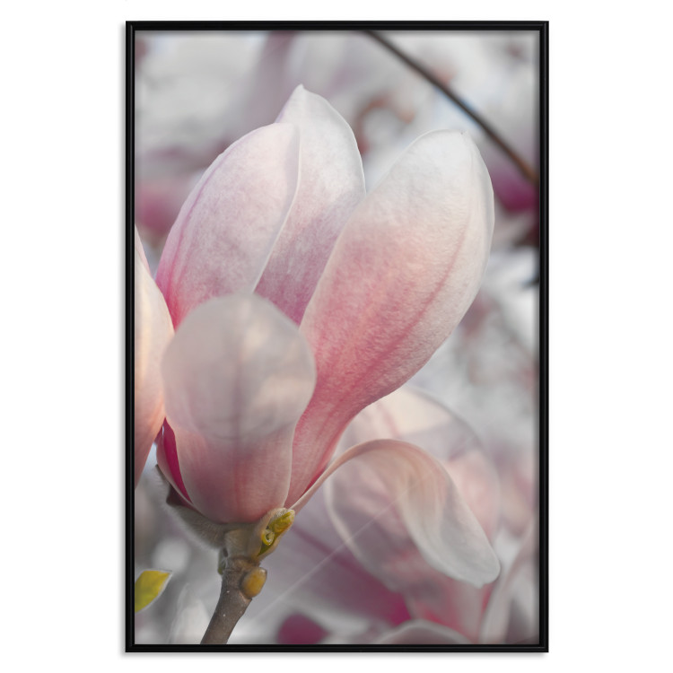 Wall Poster Harbinger of Spring - spring plant with delicately pink flower 126215 additionalImage 18