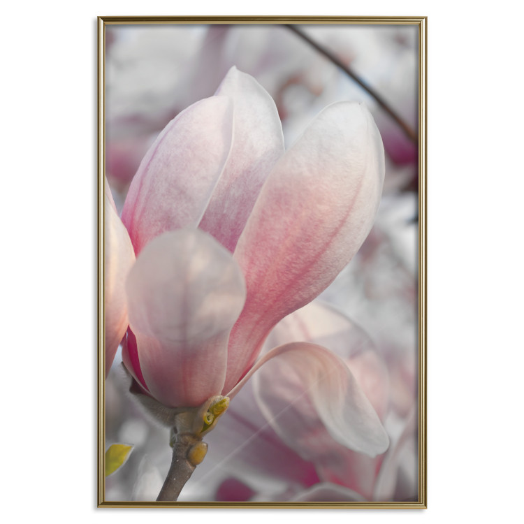 Wall Poster Harbinger of Spring - spring plant with delicately pink flower 126215 additionalImage 16