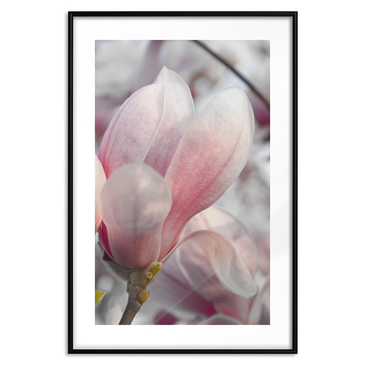Wall Poster Harbinger of Spring - spring plant with delicately pink flower 126215 additionalImage 15