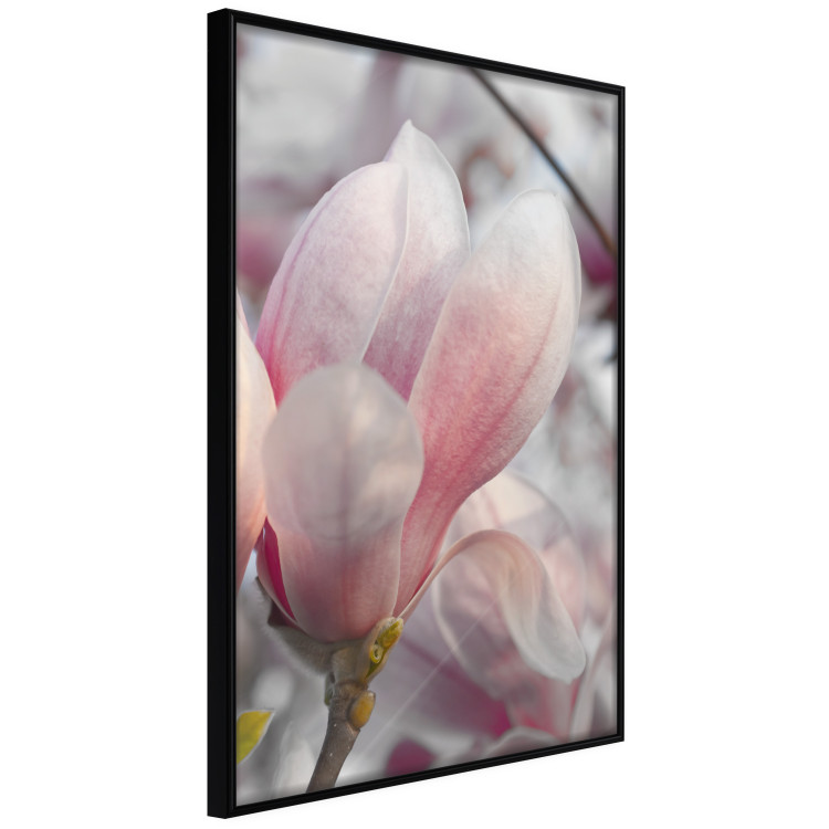 Wall Poster Harbinger of Spring - spring plant with delicately pink flower 126215 additionalImage 10
