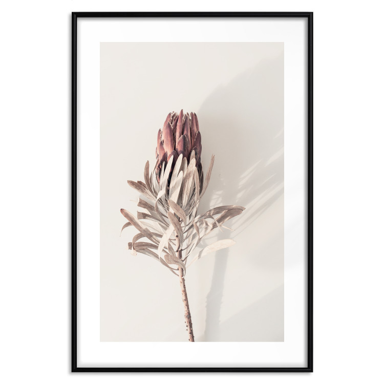 Wall Poster Tropical Bud - dried tropical plant with flower on light background 129715 additionalImage 16