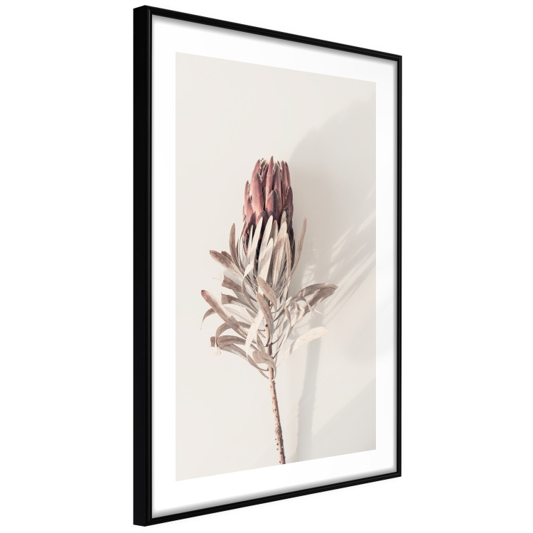 Wall Poster Tropical Bud - dried tropical plant with flower on light background 129715 additionalImage 6