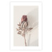 Wall Poster Tropical Bud - dried tropical plant with flower on light background 129715 additionalThumb 17