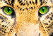 Large canvas print Tiger Gaze [Large Format] 150715 additionalThumb 4