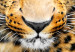 Large canvas print Tiger Gaze [Large Format] 150715 additionalThumb 3