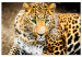 Large canvas print Tiger Gaze [Large Format] 150715
